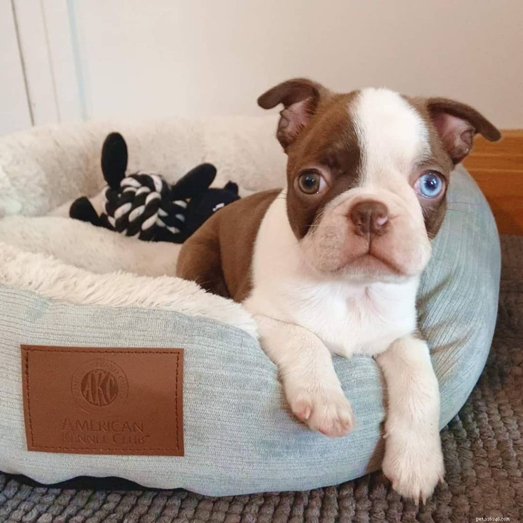How to Raise Healthy, Happy Boston Terrier Puppies