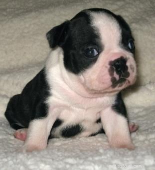 How to Raise Healthy, Happy Boston Terrier Puppies