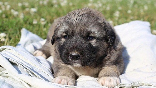 Caucasian Shepherd Puppies: Premium Breeds, Health, & Care