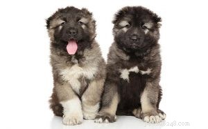 Caucasian Shepherd Puppies: Premium Breeds, Health, & Care