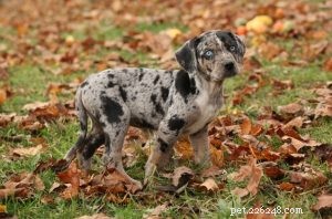 Catahoula Leopard Dog Puppies: Development & Care Guide