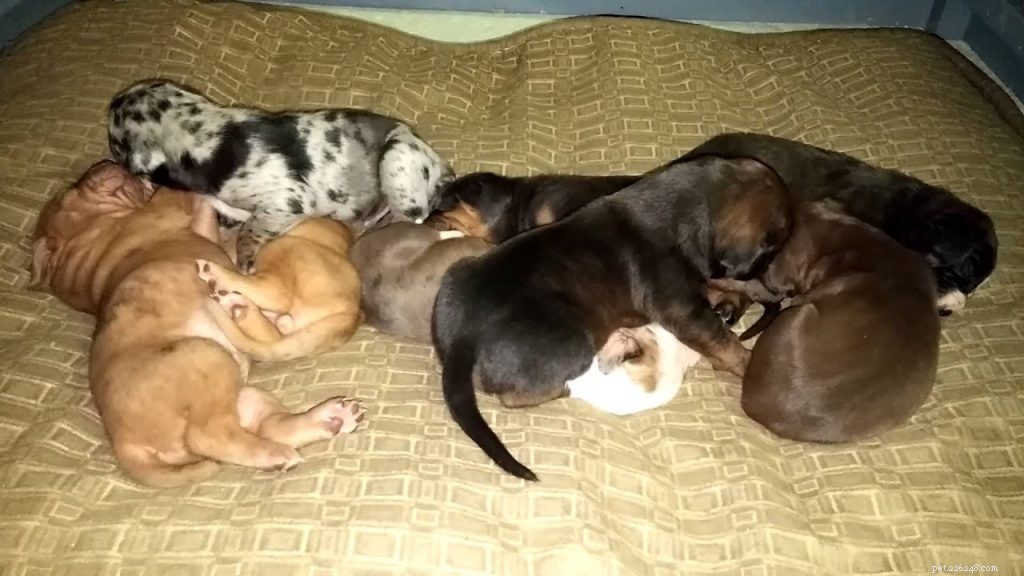 Catahoula Leopard Dog Puppies: Development & Care Guide
