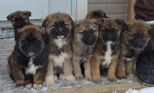 Caucasian Shepherd Puppies: Premium Breeds, Health, & Care