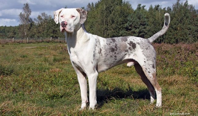 Catahoula Leopard Dog Puppies: Development & Care Guide