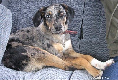 Catahoula Leopard Dog Puppies: Development & Care Guide