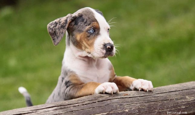 Catahoula Leopard Dog Puppies: Development & Care Guide