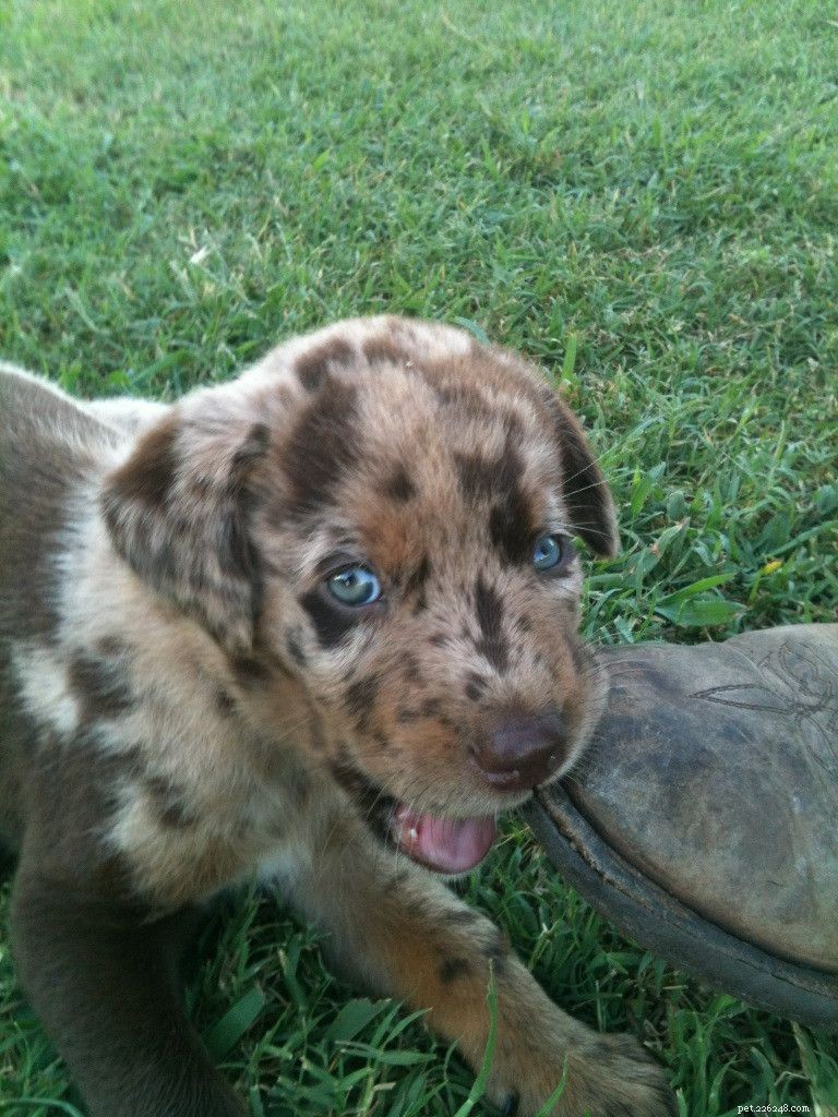 Catahoula Leopard Dog Puppies: Development & Care Guide