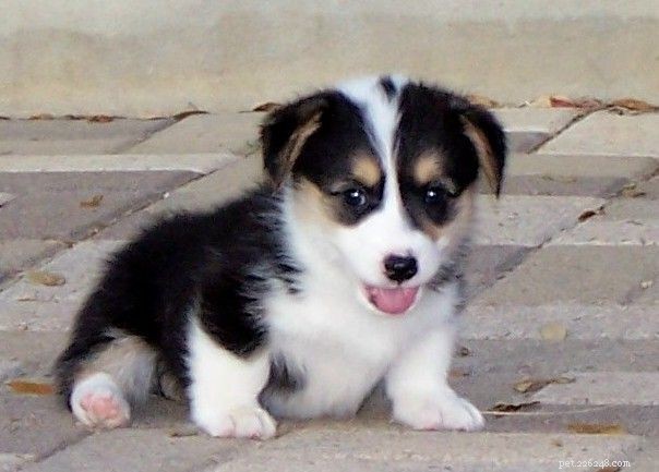 Cardigan Welsh Corgi Puppies: Complete Care & Development Guide