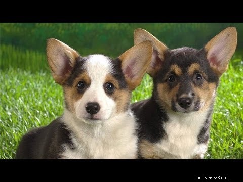 Cardigan Welsh Corgi Puppies: Complete Care & Development Guide