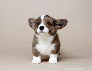 Cardigan Welsh Corgi Puppies: Complete Care & Development Guide