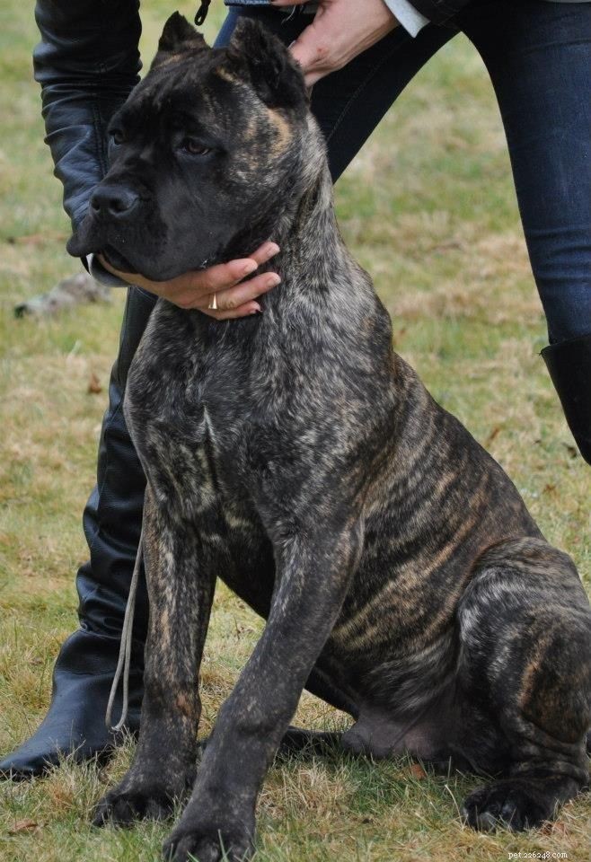 Cane Corso Puppies: Development Stages & Behavior Guide