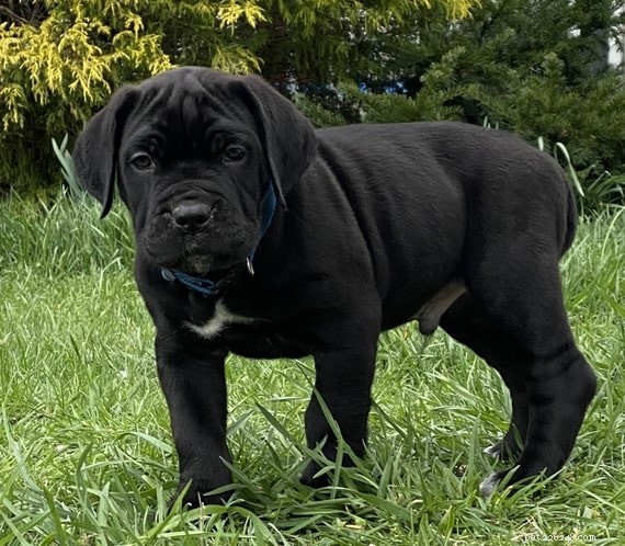 Cane Corso Puppies: Development Stages & Behavior Guide
