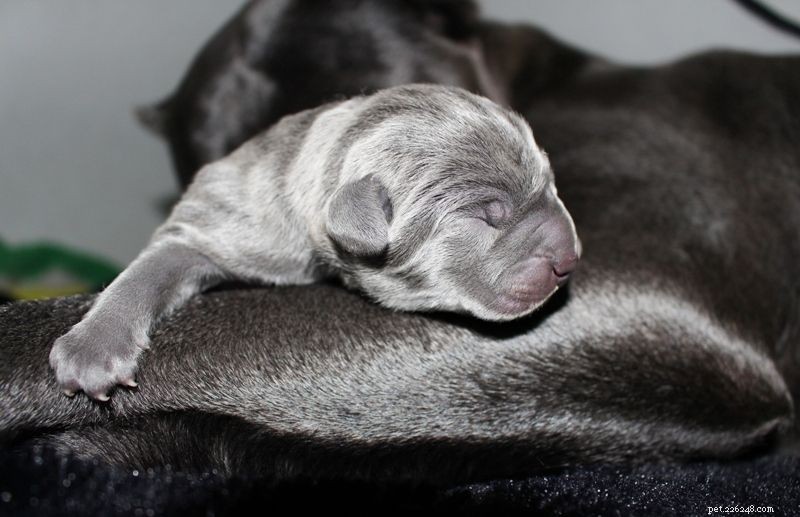 Cane Corso Puppies: Development Stages & Behavior Guide