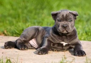 Cane Corso Puppies: Development Stages & Behavior Guide
