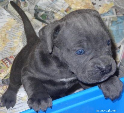 Cane Corso Puppies: Development Stages & Behavior Guide