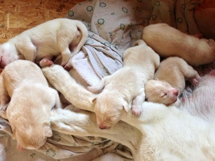Canaan Dog Puppies: A Comprehensive Guide to Growth & Care