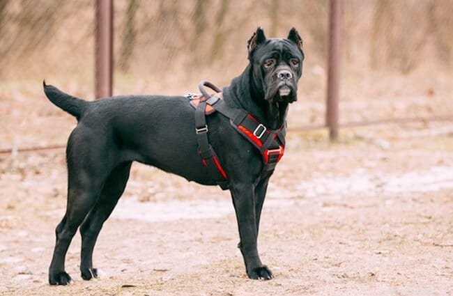 Cane Corso Puppies: Development Stages & Behavior Guide