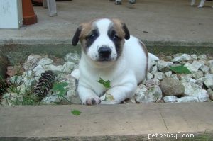 Canaan Dog Puppies: A Comprehensive Guide to Growth & Care