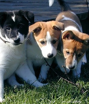 Canaan Dog Puppies: A Comprehensive Guide to Growth & Care