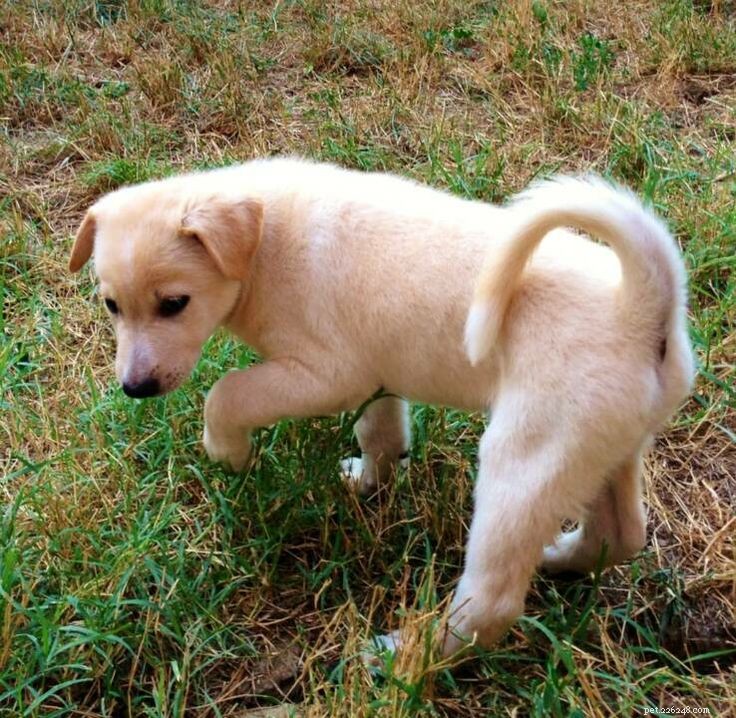 Canaan Dog Puppies: A Comprehensive Guide to Growth & Care