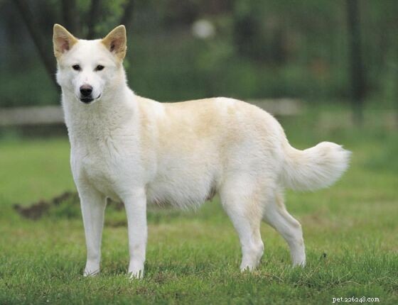 Canaan Dog Puppies: A Comprehensive Guide to Growth & Care