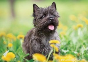 Caring for Cairn Terrier Puppies: A Complete Guide