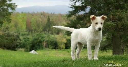 Canaan Dog Puppies: A Comprehensive Guide to Growth & Care