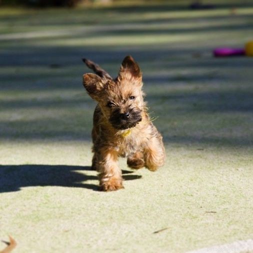 Caring for Cairn Terrier Puppies: A Complete Guide