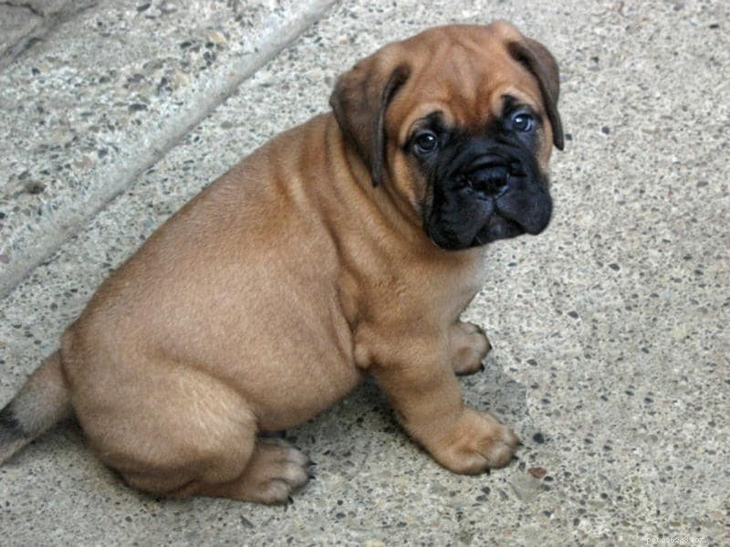 Bullmastiff Puppies: Comprehensive Care & Growth Guide