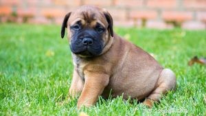 Bullmastiff Puppies: Comprehensive Care & Growth Guide