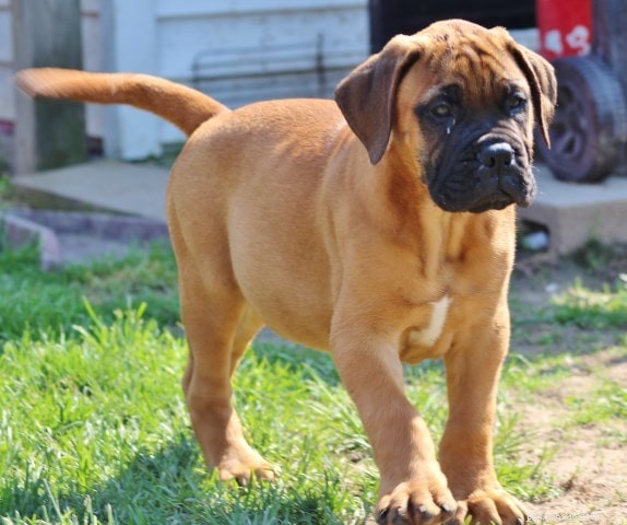Bullmastiff Puppies: Comprehensive Care & Growth Guide