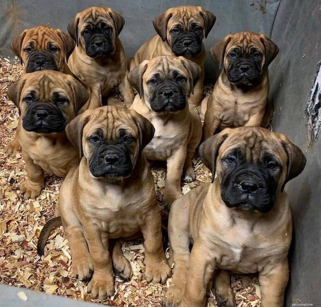 Bullmastiff Puppies: Comprehensive Care & Growth Guide