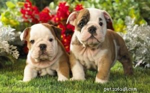 Caring for Your New Bulldog Puppy: Essential Tips & Growth Stages