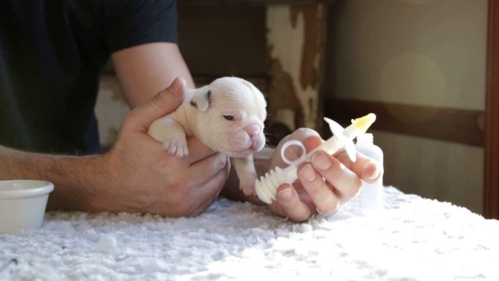 Caring for Your New Bulldog Puppy: Essential Tips & Growth Stages