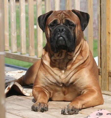 Bullmastiff Puppies: Comprehensive Care & Growth Guide