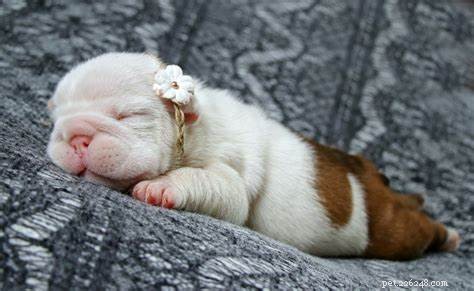 Caring for Your New Bulldog Puppy: Essential Tips & Growth Stages