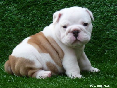 Caring for Your New Bulldog Puppy: Essential Tips & Growth Stages