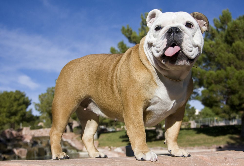 Caring for Your New Bulldog Puppy: Essential Tips & Growth Stages