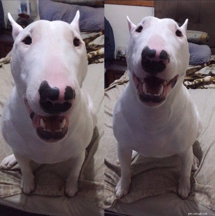 Bull Terrier Puppies: A Complete Guide to Early Care & Growth