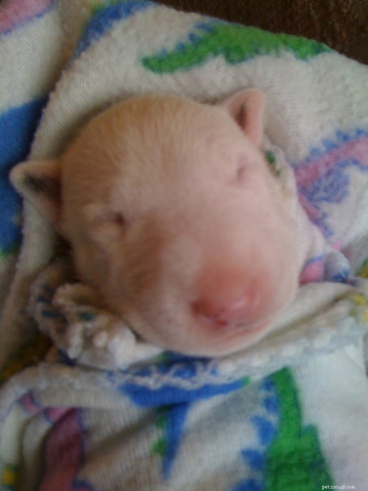 Bull Terrier Puppies: A Complete Guide to Early Care & Growth