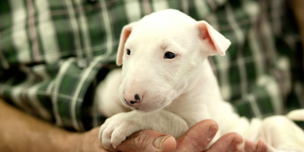 Bull Terrier Puppies: A Complete Guide to Early Care & Growth