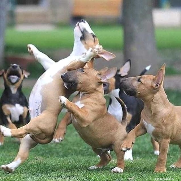 Bull Terrier Puppies: A Complete Guide to Early Care & Growth