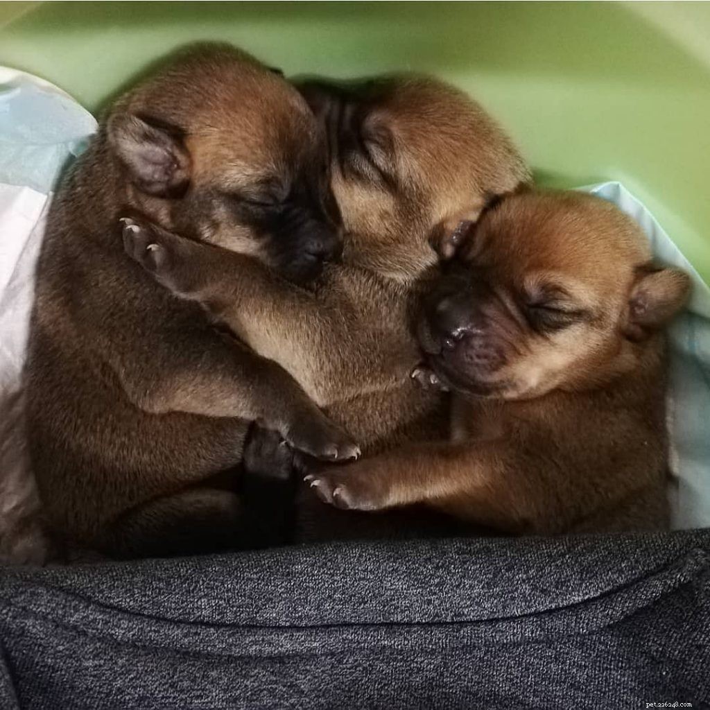 Broholmer Puppies: Development Stages & Care Guide