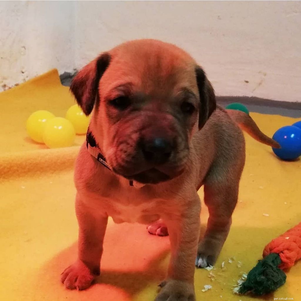 Broholmer Puppies: Development Stages & Care Guide