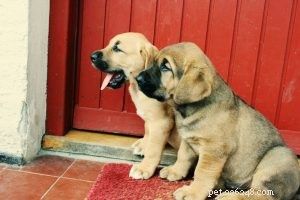 Broholmer Puppies: Development Stages & Care Guide