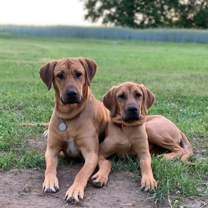 Broholmer Puppies: Development Stages & Care Guide