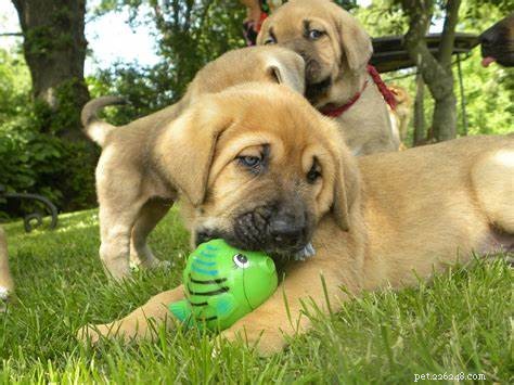 Broholmer Puppies: Development Stages & Care Guide