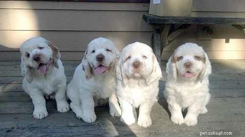 How to Care for Clumber Spaniel Puppies: Behavior, Development & Tips