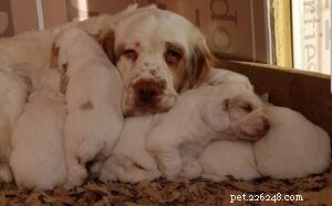How to Care for Clumber Spaniel Puppies: Behavior, Development & Tips