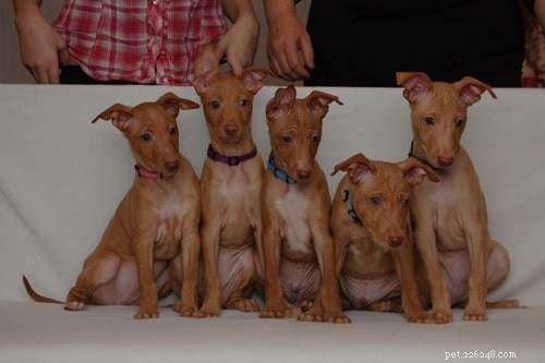 Cirneco dell Etna Puppies: Breeding, Development, and Family Companionship